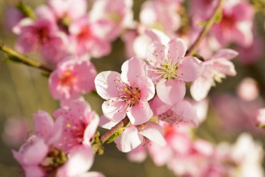 pembe çiçekli bahar ağacının yakın çekim