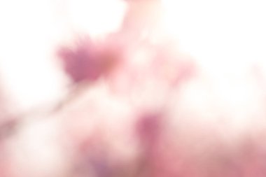 Soyut pembe bahar arka plan
