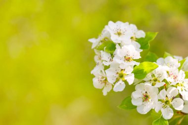 dalı yeşil yaprakları ve kiraz çiçek görünümü kadar kapatın