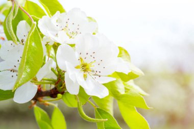 dalı yeşil yaprakları ve kiraz çiçek görünümü kadar kapatın