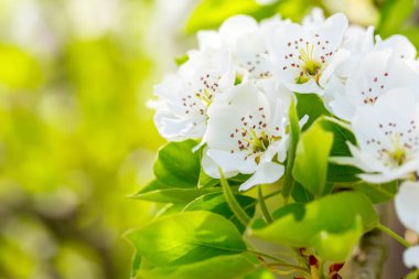 dalı yeşil yaprakları ve kiraz çiçek görünümü kadar kapatın