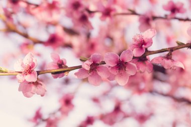 pembe çiçekli bahar ağacının yakın çekim