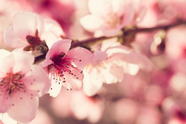 pembe çiçekli bahar ağacının yakın çekim