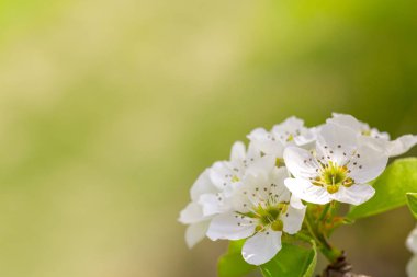bahar aylarında kiraz ağaçları yakın çekim