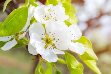 bahar aylarında kiraz ağaçları yakın çekim
