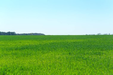 Gündüz, mavi gökyüzü ile yeşil alan 