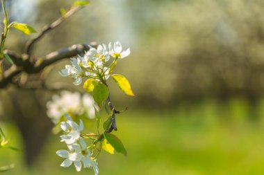 bulanık doğa arka plan üzerinde kiraz çiçekleri