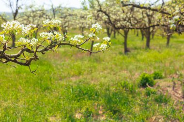 elma Bahçe çiçek açması ağaçları ile