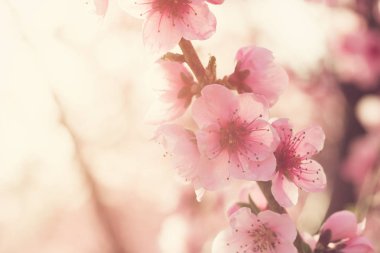 pembe çiçekli bahar ağacının yakın çekim