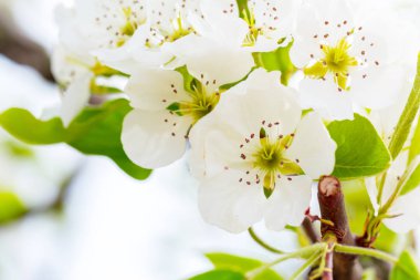 bahar aylarında kiraz ağaçları yakın çekim