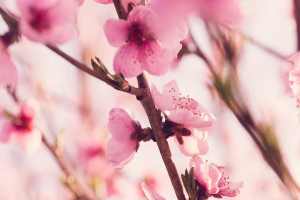 Gros Plan Arbre Printemps Avec Des Fleurs Roses — Photo