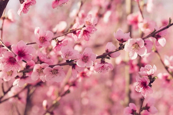 Perto Árvore Primavera Com Flores Rosa — Fotografia de Stock