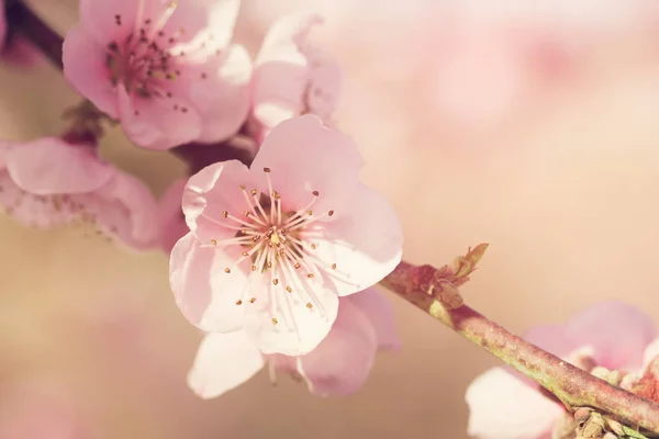 Pembe Çiçekli Bahar Ağacının Yakın Çekim — Stok fotoğraf