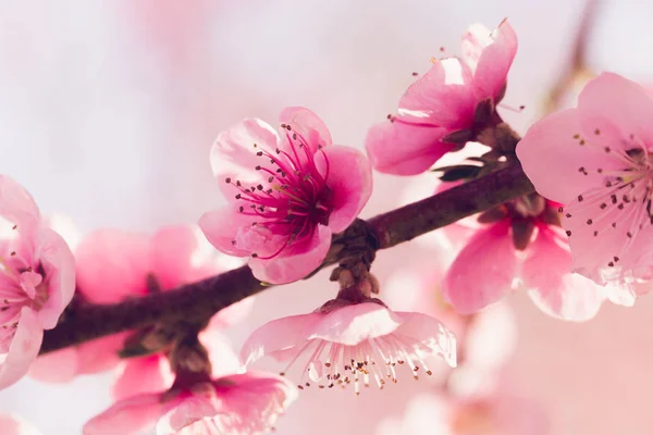 Pembe Çiçekli Bahar Ağacının Yakın Çekim — Stok fotoğraf