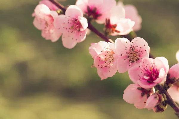 Pembe Çiçekli Bahar Ağacının Yakın Çekim — Stok fotoğraf