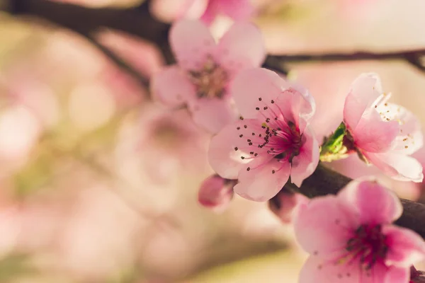 Pembe Çiçekli Bahar Ağacının Yakın Çekim — Stok fotoğraf