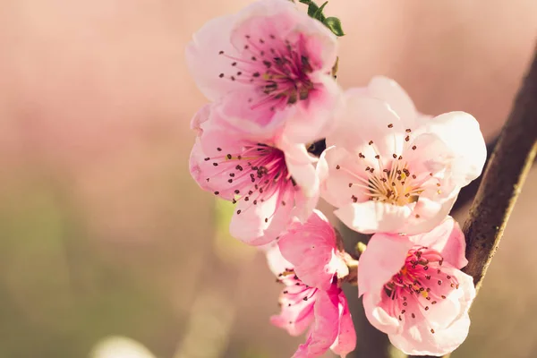 Gros Plan Arbre Printemps Avec Des Fleurs Roses — Photo