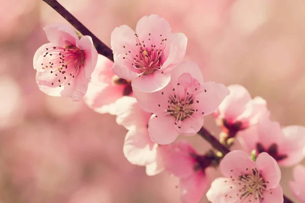 Pembe Çiçekli Bahar Ağacının Yakın Çekim — Stok fotoğraf