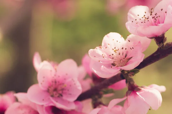 Pembe Çiçekli Bahar Ağacının Yakın Çekim — Stok fotoğraf