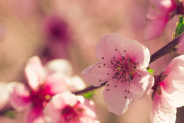 Крупним Планом Весняна Ялинка Рожевими Квітами — стокове фото