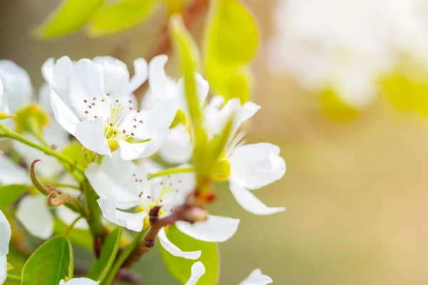 Zamknij Widok Zielonych Liści Kwiatów Wiśni Gałęzi — Zdjęcie stockowe