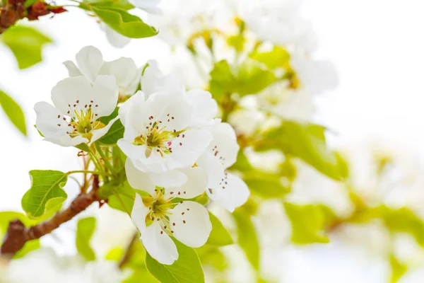 Zamknij Widok Zielonych Liści Kwiatów Wiśni Gałęzi — Zdjęcie stockowe
