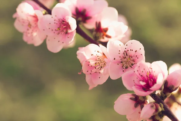 Pembe Çiçekli Bahar Ağacının Yakın Çekim — Stok fotoğraf