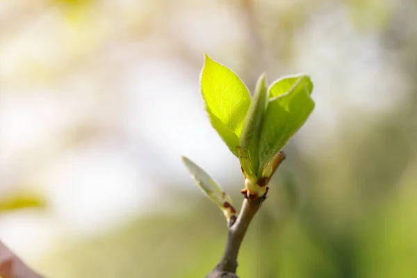 Зелене Листя Міському Парку Весною Пополудні — стокове фото