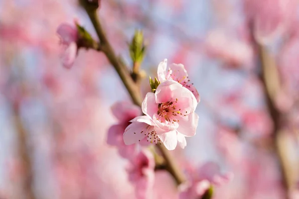 Nahaufnahme Des Frühlingsbaums Mit Rosa Blüten — Stockfoto