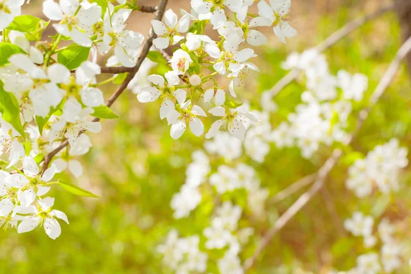 Körsbär Blommar Över Suddig Natur Bakgrund — Stockfoto