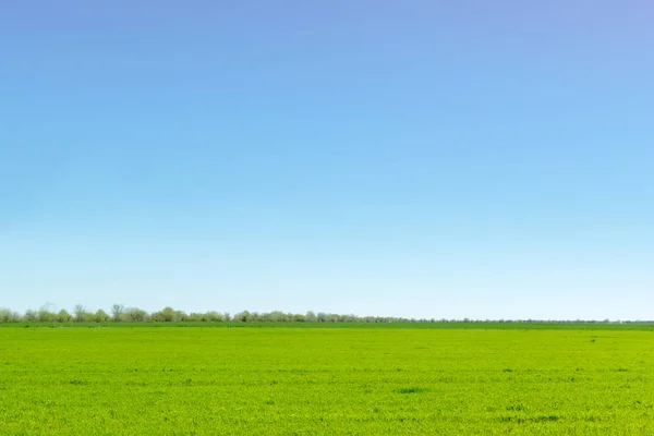 Zielone Pola Błękitnego Nieba Ciągu Dnia — Zdjęcie stockowe