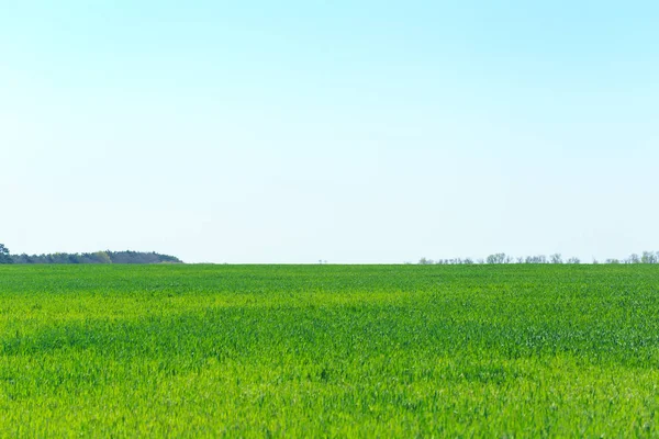 Green Field Blue Sky Daytime — Stock Photo, Image