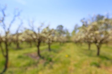soyut bulanık doğa arkaplanı 