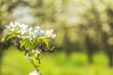 bulanık doğa arka plan üzerinde kiraz çiçekleri