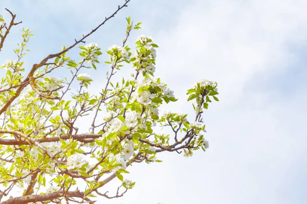 Körsbär Blommar Över Suddig Natur Bakgrund — Stockfoto