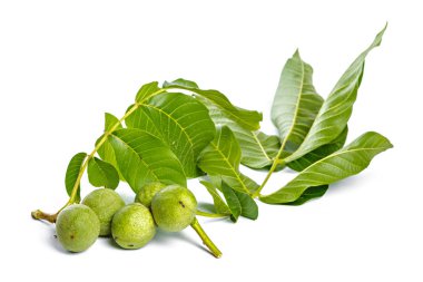 Beyaz bir arka plan üzerinde izole ceviz meyve yeşil ağaç dalı