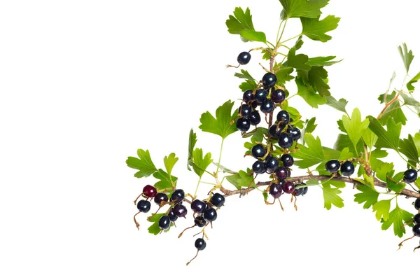 Baies Cassis Feuilles Vertes Fruits Frais Isolés Sur Fond Blanc — Photo