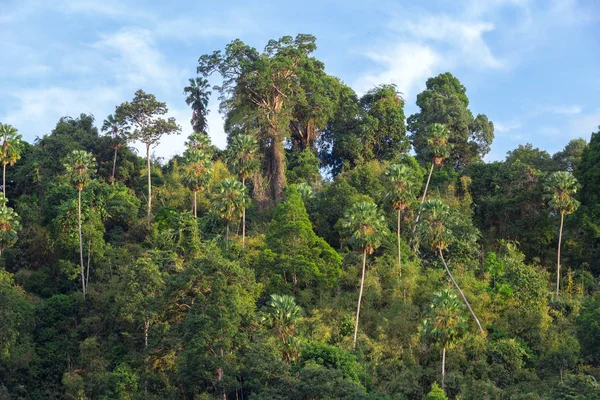 Vista Panoramica Della Foresta Pluviale Tropicale Paesaggio Collina — Foto Stock
