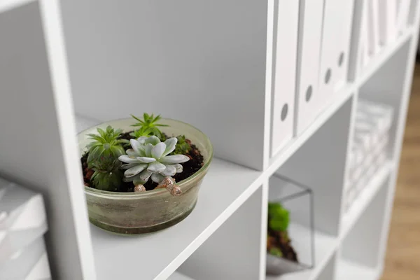 Planta Verde Vaso Decorado Para Quarto — Fotografia de Stock