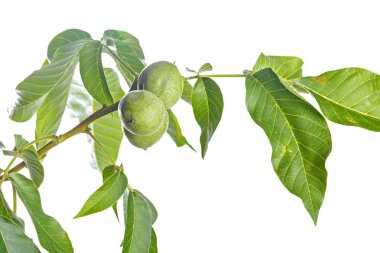 Beyaz bir arka plan üzerinde izole ceviz meyve yeşil ağaç dalı