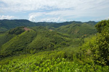 Tropik yağmur ormanı hill Peyzaj doğal görünümü