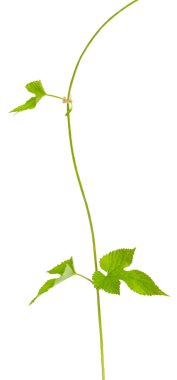 beyaz arkaplanda yeşil yapraklar izole