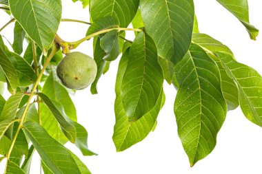 Beyaz bir arka plan üzerinde izole ceviz meyve yeşil ağaç dalı