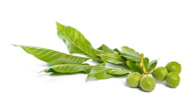 Beyaz bir arka plan üzerinde izole ceviz meyve yeşil ağaç dalı