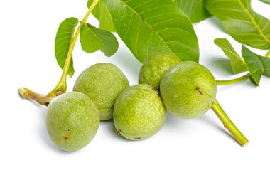 Beyaz bir arka plan üzerinde izole ceviz meyve yeşil ağaç dalı