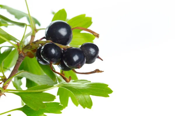 Groselha Preta Bagas Com Folhas Verdes Fruta Fresca Isolada Sobre — Fotografia de Stock