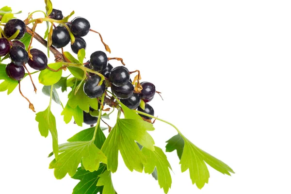 Bacche Ribes Nero Con Foglie Verdi Frutta Fresca Isolata Fondo — Foto Stock