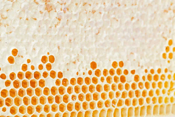 Honungskakor Med Honung Naturlig Bakgrund — Stockfoto