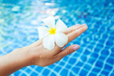 Frangipani çiçek Havuzda yüzen