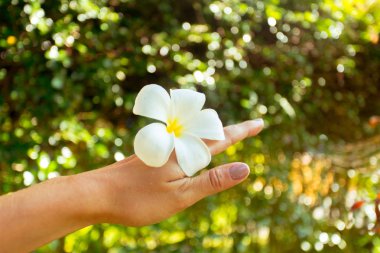 Bir kadının elinde Frangipani çiçek